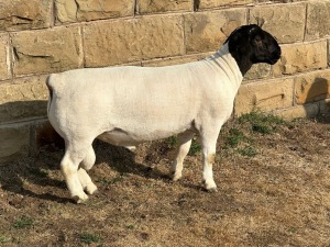 LOT 53 1X STUD DORPER RAM LEROY PHILLIPS & SON DORPERS