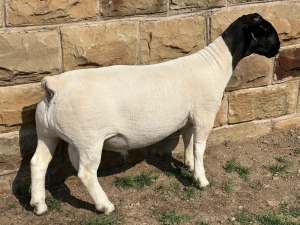 LOT 54 1X STUD DORPER RAM LEROY PHILLIPS & SON DORPERS