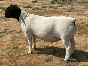 LOT 46 1X T5 DORPER RAM LEROY PHILLIPS & SON DORPERS