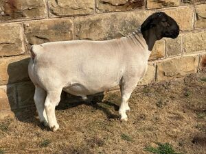 LOT 3 1X FLOCK DORPER RAM LEROY PHILLIPS & SON DORPERS