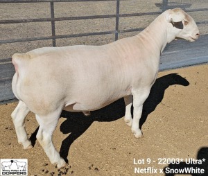 LOT 9 1X WHITE DORPER T5 RAM Ashley Phillips White Dorpers