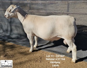 LOT 11 1X WHITE DORPER T5 RAM Ashley Phillips White Dorpers