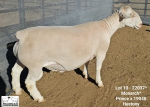 LOT 10 1X WHITE DORPER T5 RAM Ashley Phillips White Dorpers