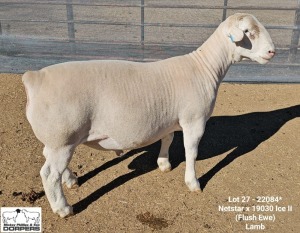 LOT 27 1X WHITE DORPER STUD RAM Ashley Phillips White Dorpers