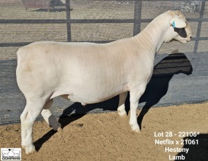 LOT 28 1X WHITE DORPER STUD RAM Ashley Phillips White Dorpers