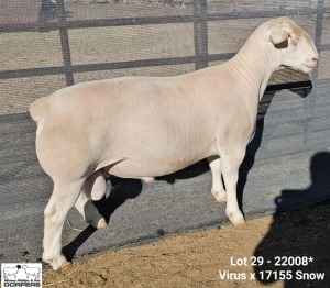 LOT 29 1X WHITE DORPER STUD RAM Ashley Phillips White Dorpers