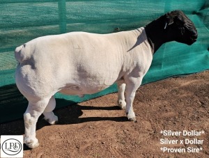 LOT 12 1X DORPER T5 RAM Mickey Phillips Dorpers