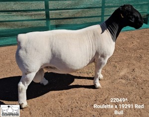 LOT 13 1X DORPER T5 RAM Mickey Phillips Dorpers