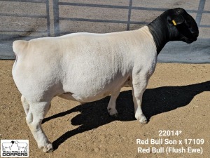 LOT 14 1X DORPER T5 RAM Mickey Phillips Dorpers