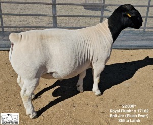 LOT 15 1X DORPER T5 RAM Mickey Phillips Dorpers