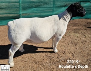 LOT 30 1X DORPER T5 RAM Mickey Phillips Dorpers