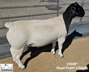 LOT 32 1X DORPER T5 RAM Mickey Phillips Dorpers