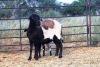 1X OOI met lam/EWE with lamb Thaba Meatmasters - Chris Barkhuizen - 076 8506726 - 5