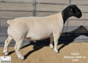 LOT 43 1X DORPER STUD RAM Mickey Phillips Dorpers