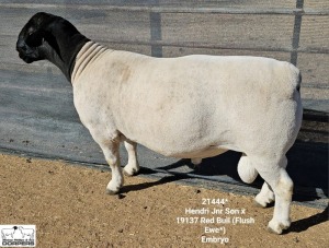 LOT 44 1X DORPER FLOCK RAM Mickey Phillips Dorpers