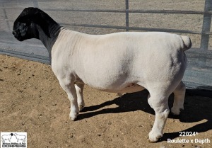 LOT 45 1X DORPER FLOCK RAM Mickey Phillips Dorpers