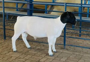 LOT 5 1X DORPER T5 RAM KOWIE DE WITT DORPERS