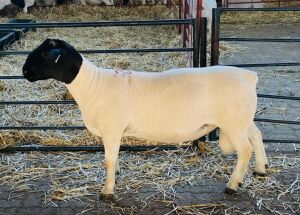 LOT 26 1X DORPER FLOCK RAM KOWIE DE WITT DORPERS