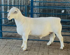 LOT 16 1X WHITE DORPER STUD RAM KOWIE DE WITT DORPERS