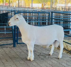 LOT 34 1X WHITE DORPER FLOCK RAM KOWIE DE WITT DORPERS