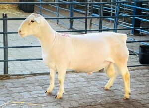 LOT 18 1X WHITE DORPER STUD RAM KOWIE DE WITT DORPERS