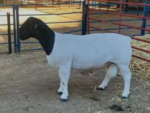 LOT 7 1X DORPER STUD RAM KOWIE DE WITT DORPERS