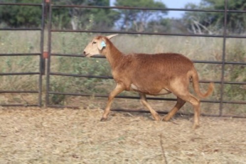 1X OOI/EWE Thaba Meatmasters - Chris Barkhuizen - 076 8506726 (Highest Bidder may choose A, B or C of Lot round or take all - Pay per piece. Choice once per Lot round, Rest to take all)