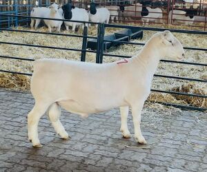 LOT 17 1X WHITE DORPER STUD RAM KOWIE DE WITT DORPERS