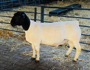 LOT 23 1X DORPER FLOCK RAM KOWIE DE WITT DORPERS