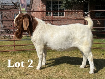 1X BOER GOAT BUCK COMMERCIAL