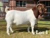 1X BOER GOAT BUCK COMMERCIAL TEATS