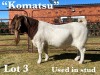 1X BOER GOAT BUCK STUD