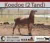 LOT 108 3X MEATMASTER OOIE/EWE KERN MEATMASTERS(PER STUK OM LOT TE NEEM/PER PIECE TO TAKE THE LOT) - 4