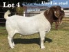 1X BOER GOAT BUCK STUD