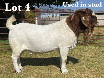 1X BOER GOAT BUCK STUD