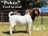 1X BOER GOAT BUCK STUD