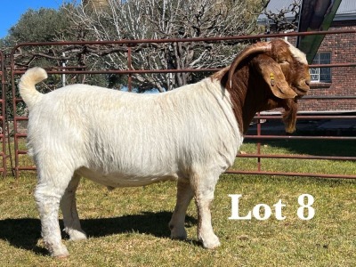 1X BOER GOAT BUCK STUD