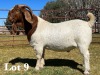 1X BOER GOAT BUCK COMMERCIAL TEATS