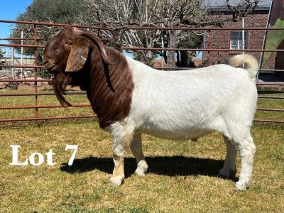 1X BOER GOAT BUCK STUD