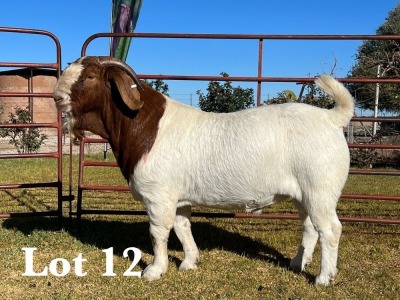 1X BOER GOAT BUCK STUD