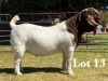 1X BOER GOAT BUCK COMMERCIAL TEATS