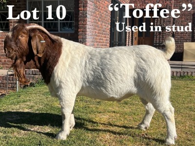 1X BOER GOAT BUCK STUD