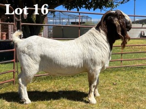 1X BOER GOAT BUCK COMMERCIAL