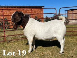 1X BOER GOAT BUCK STUD