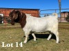 1X BOER GOAT BUCK STUD