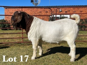 1X BOER GOAT BUCK COMMERCIAL TEATS