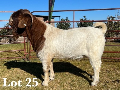 1X BOER GOAT BUCK STUD