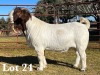 1X BOER GOAT BUCK COMMERCIAL COLOUR