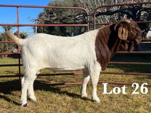 1X BOER GOAT BUCK COMMERCIAL COLOUR