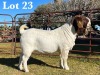 1X BOER GOAT BUCK STUD